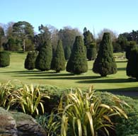 yew trees