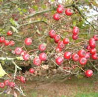 autumn berries